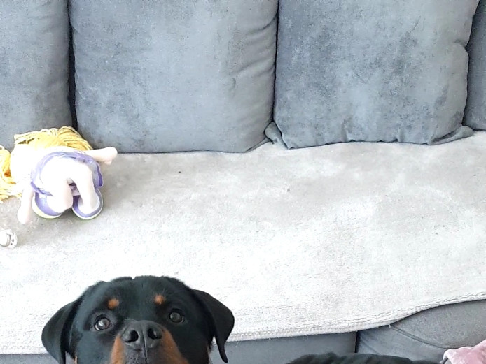 READY NOW rottweiler puppies