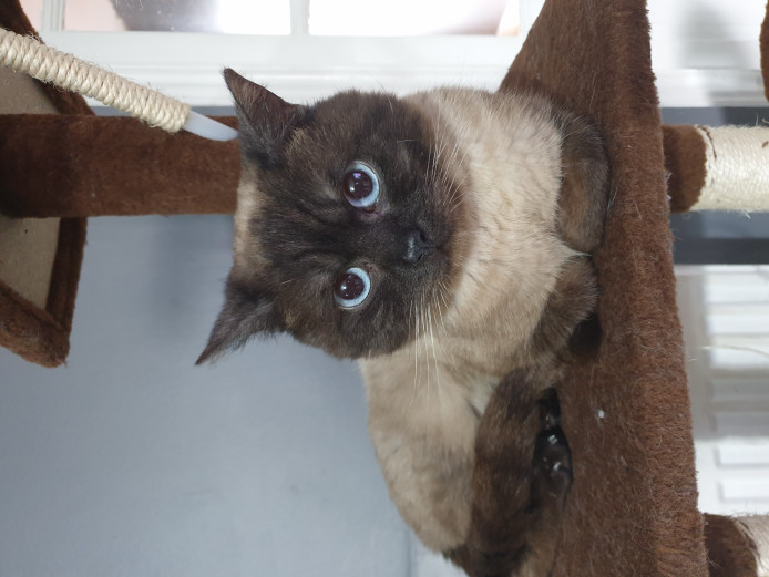 Beautiful Seal Point British Shorthair Male Stud