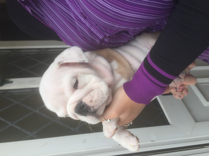 British bulldogs puppies