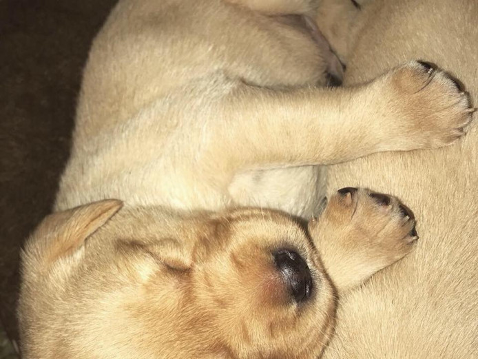 KC Pedigree Labrador Puppies - only 3 left! 