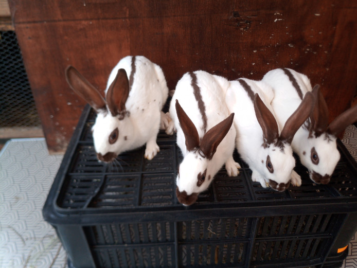 Fully vaccinated English spot rabbits