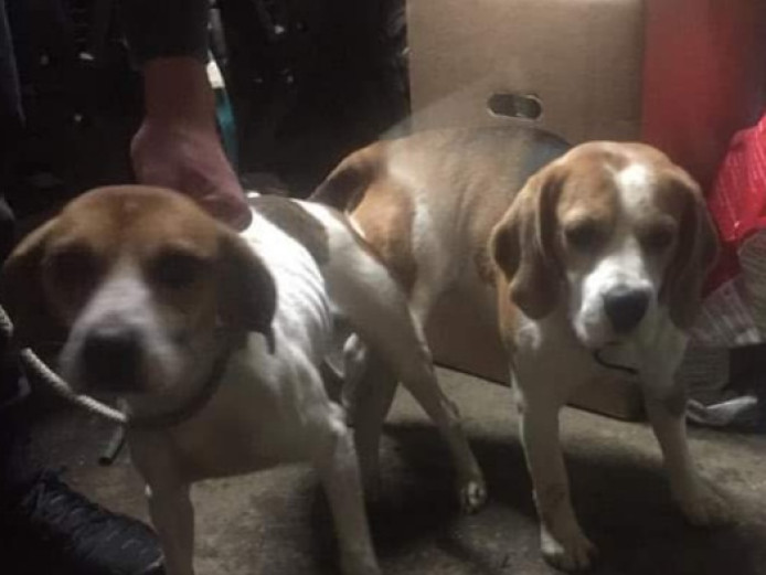 Gorgeous litter of beagle puppies 