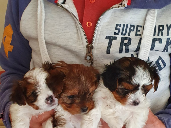 Beiwer puppies for sale 3