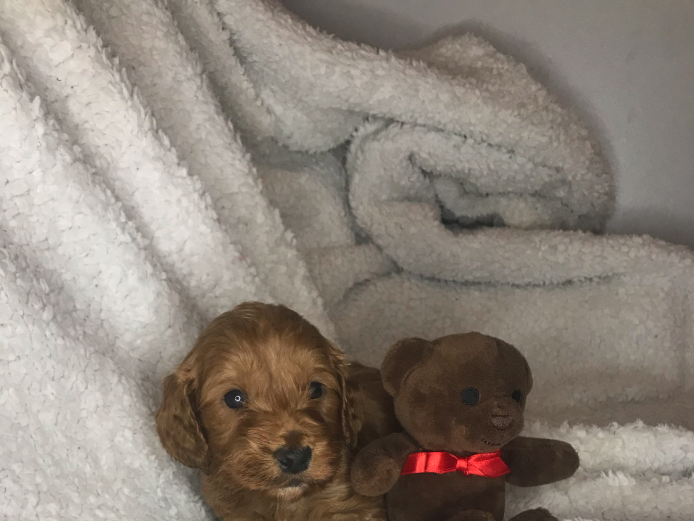 Cockapoo puppies 