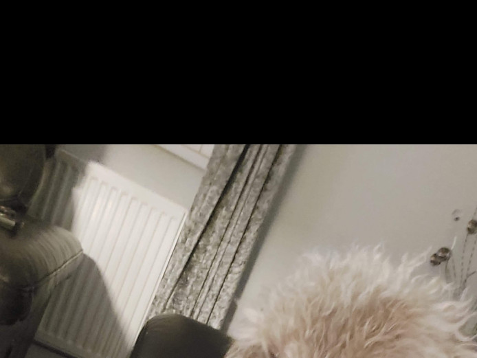 Bedlington terrier puppies 