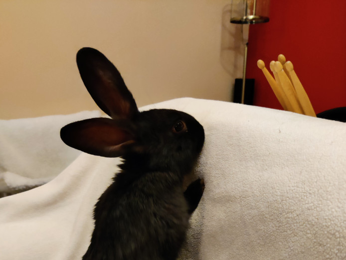 Baby rabbits - beautiful, friendly and sociable