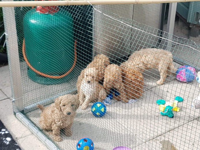 For sale 6 pedigree miniature poodle puppies father is KC registered mother is pure bred 
