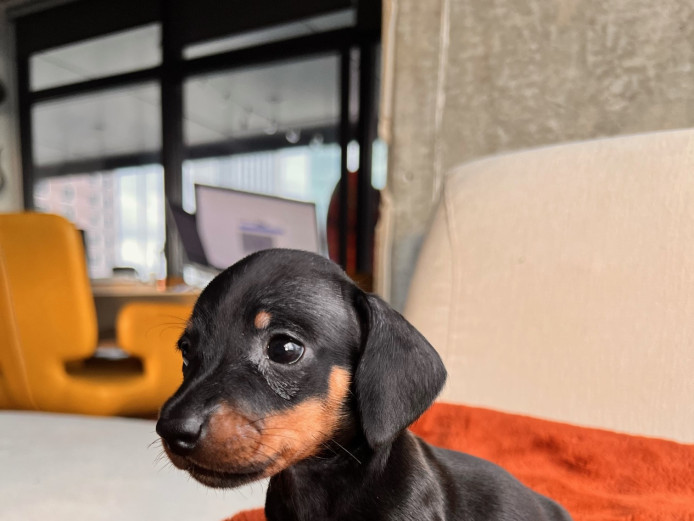 Adorable Dachshund Puppies