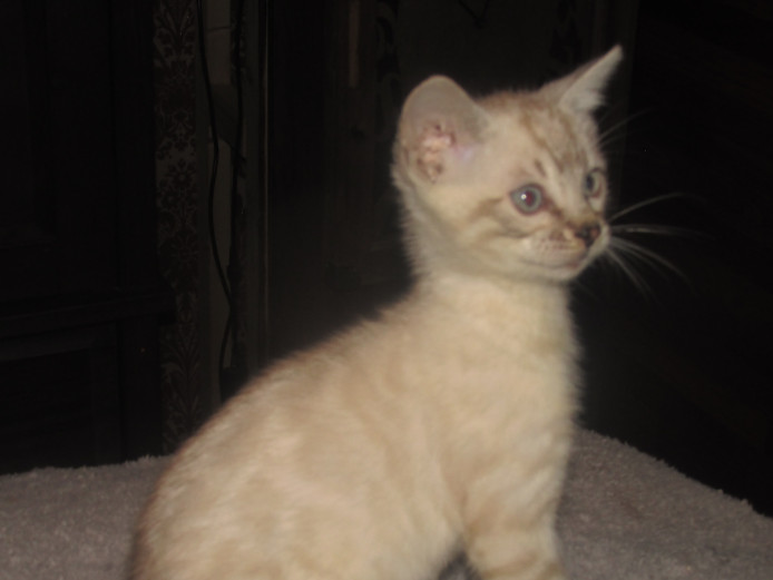 2 beautiful tica registered snow bengals ready now