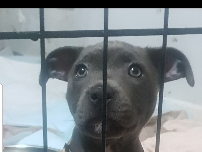 1 Staffy Gorgeous girl left