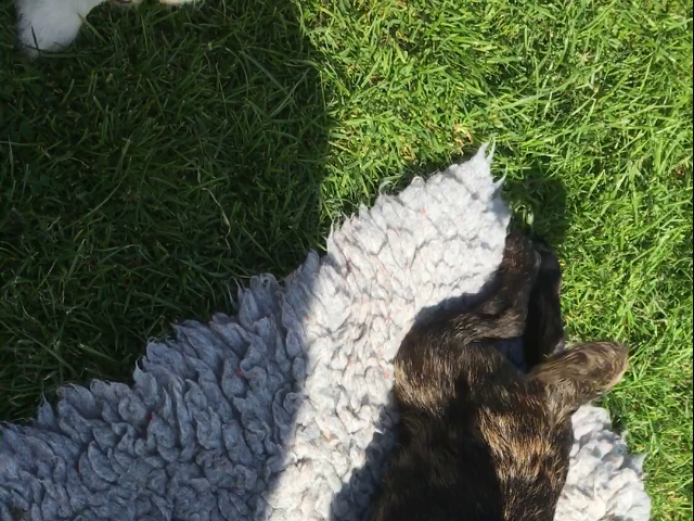 Absolutely adorable jug puppies 