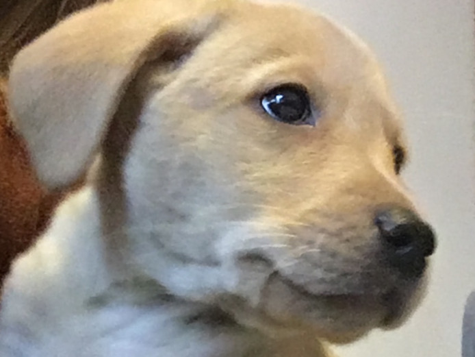 8 weeks old Labrador puppy