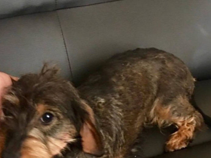 Standard wired haired daschund puppies