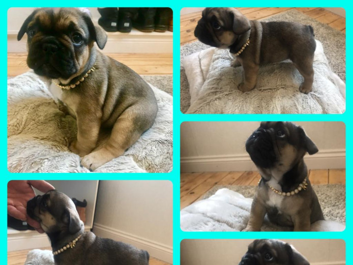 Gorgeous quad carrier french bulldog puppies 