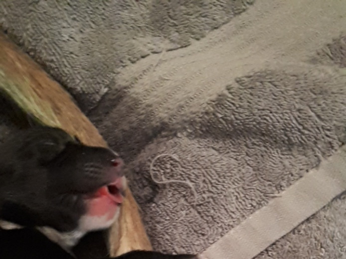 Greyhound x Dalmatians