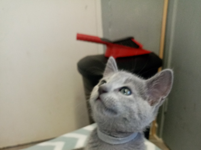 Russian blue kittens ready to collect 