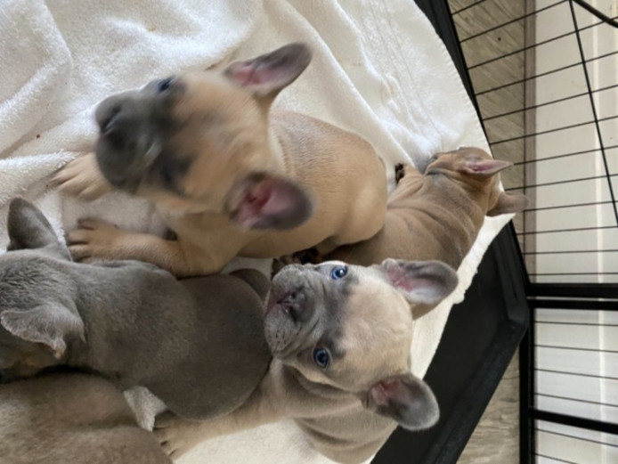 French Bulldog Puppies 