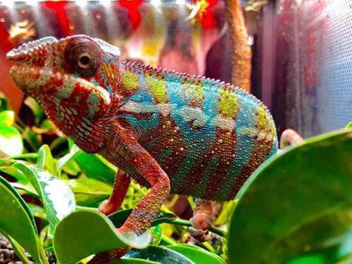 Chameleons, dragons, turtles