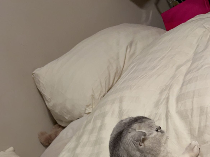 Scottish fold silver little boy