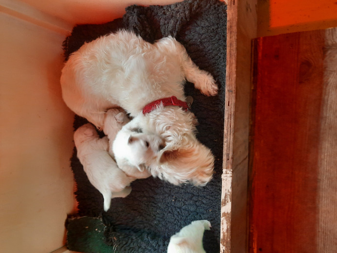 KC REGISTERED WESTIE PUPPIES