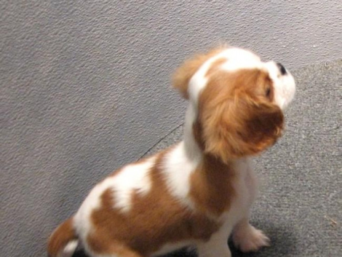 Cavalier King Charles Spaniel, KC Registered