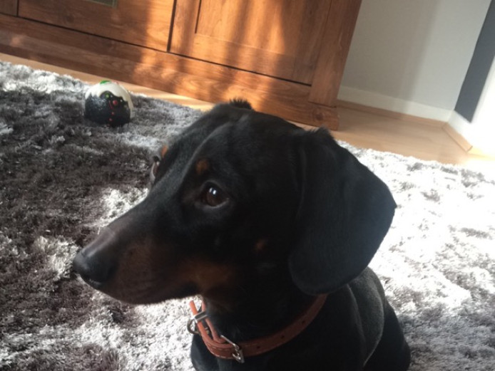 Mini daushund for stud