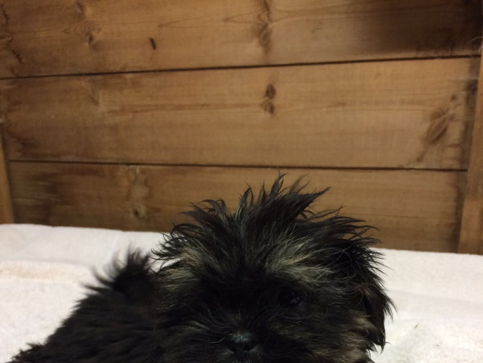 Beautiful litter of Lhasa apso puppies 