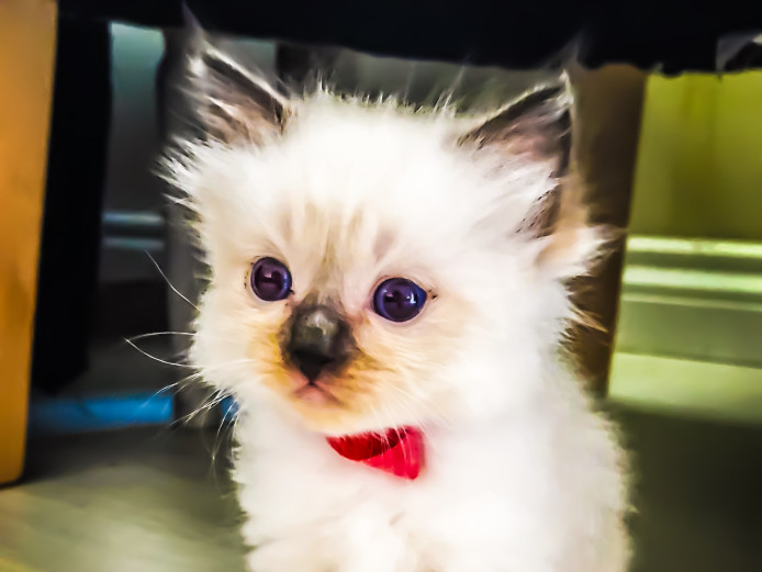 GCCF reg Active Ragdoll female 