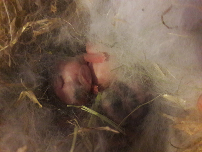 French lopx lionhead lop baby rabbits