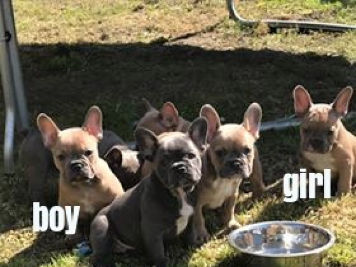 stunning kc french bulldog puppies