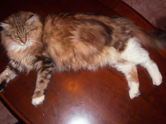 Pure mainecoon last female kitten for sale 