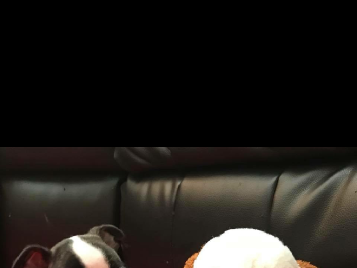 Boston Terrier Puppy’s 