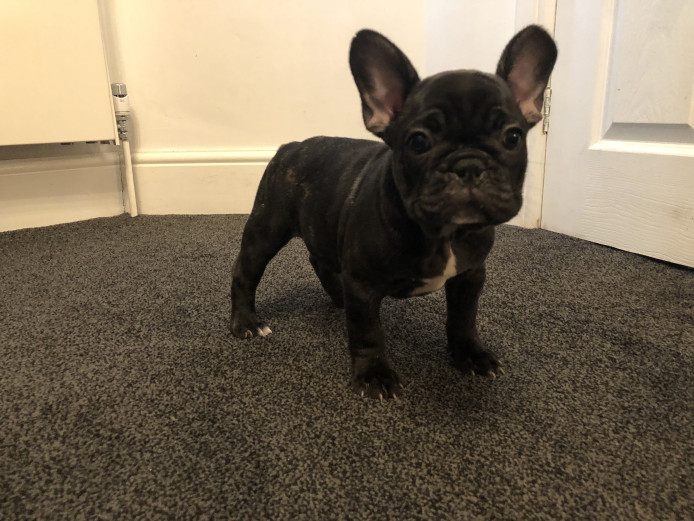 Beautiful Frenchie puppies