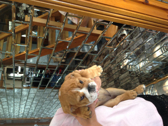 British pride quality KC Reg pups for sale £1350