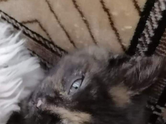 Kittens for sale 