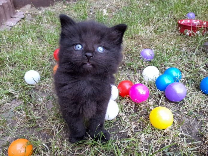 3x fluffy kittens :-)
