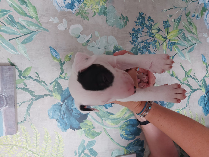 kc registered English Bull Terrier puppies 