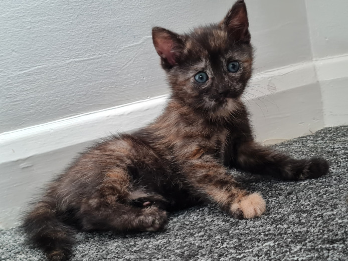 Two beautiful female kittens 