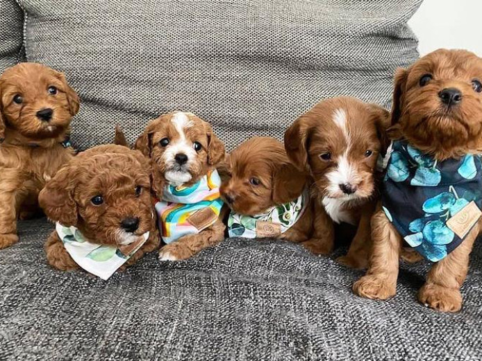 Cavapoo puppies for sale 