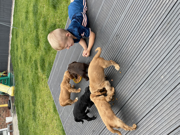 Cocker Spaniel Puppies