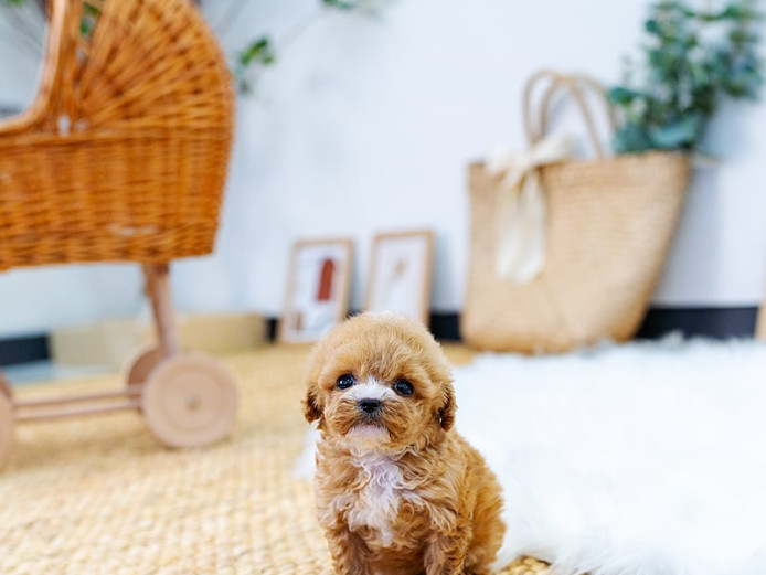 BEAUTIFUL TEACUP PUPPIES FOR SALE