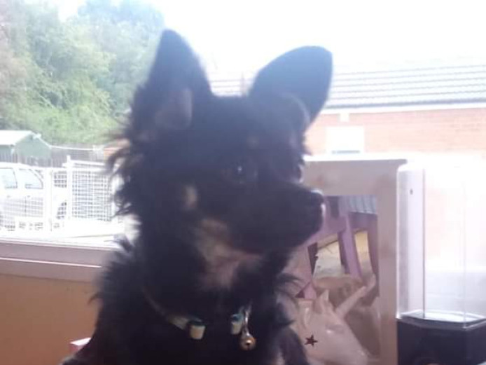 Beautiful chihuahua pups