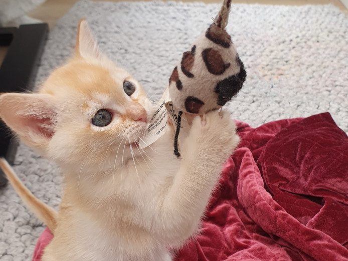 Burmese pedigree kitten
