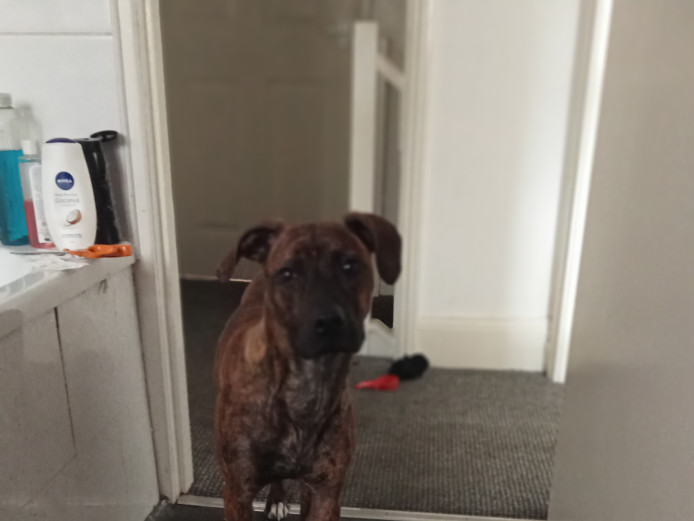 Female staffy greyhound 