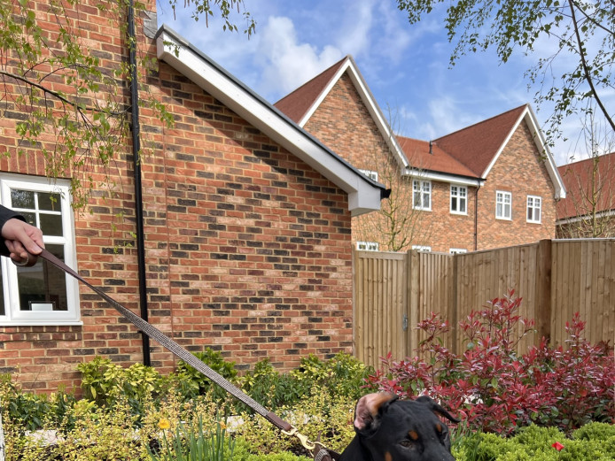 Pedigree female Doberman microchipped and comes with crate and accessories