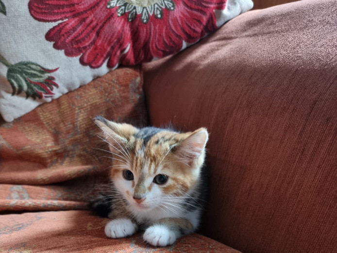Tobby kittens available