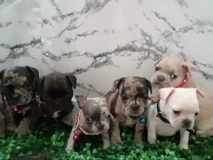 French bulldog puppies 