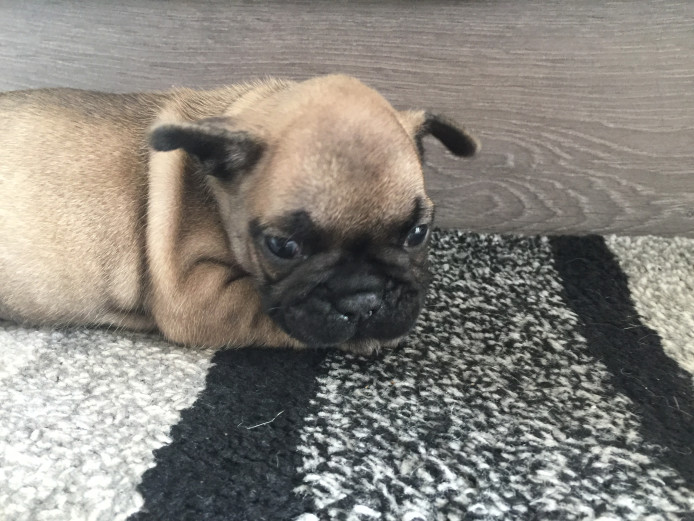KC French bulldogs