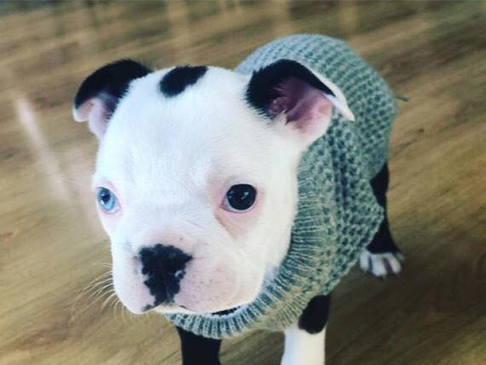 Beautiful black and white Boston Terrier, DNA clear, microchipped and vaccinated. 