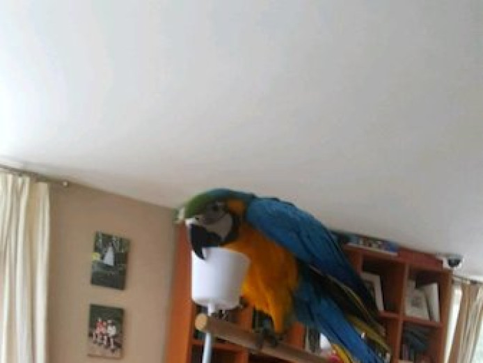 Blue and gold macaw